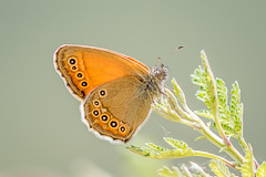 Coenonympha amaryllis